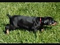 Female Doberman Pinscher Puppies 4 Sale DOB  | BahVideo.com