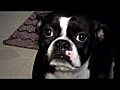 MKP DOG | BahVideo.com
