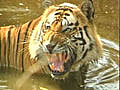 Tiger population estimate at 1706 up by 295 | BahVideo.com