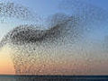 20 000 starlings | BahVideo.com