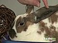 Caring for a Rabbit | BahVideo.com