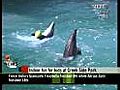 Dubai Dolphinarium s first anniversary | BahVideo.com