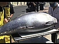 600 lb Bluefin Tuna at Kome | BahVideo.com