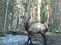 Happy Baby Elk Frolics in Pond | BahVideo.com