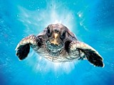 Incredible Journey of Loggerhead Turtles | BahVideo.com