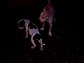 cute pitbull puppies playing | BahVideo.com