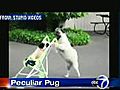 VIDEO A peculiar pug  | BahVideo.com