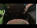How to re-pot a plant | BahVideo.com