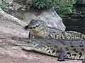 Visit Crocodile Farms in Mombasa Kenya | BahVideo.com