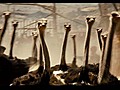 Ostrich Racing in Prince of Persia Featurette HD  | BahVideo.com