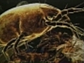 How to look for bed bugs | BahVideo.com