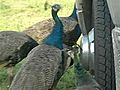 Man Complains About Peacocks Pecking His Roof | BahVideo.com