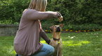 Puppy Training Basics | BahVideo.com