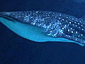 LIFE in the News Whale Sharks | BahVideo.com