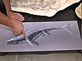Investigaci n niega que mosasaurios nadaran  | BahVideo.com