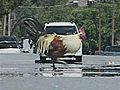 Chickens Running Wild Worries City | BahVideo.com