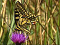 Spotting swallowtails | BahVideo.com