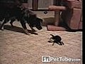 Spider Steals Dog s Ball  | BahVideo.com