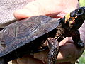 Animals Hungry Goats Help Save Bog Turtles | BahVideo.com