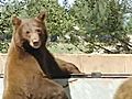 Tahoe Bear Attack Prompts Warnings | BahVideo.com