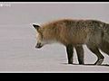 Tilki kar n alt ndaki fareyi yakal yor  | BahVideo.com