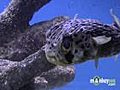 Saltwater Fish Tank - Selecting Live Animals | BahVideo.com