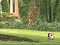 Wyoming Senior Dies After Car Crashes | BahVideo.com