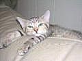 Heartworm Disease in Cats | BahVideo.com