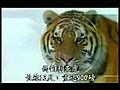 Siberian Tiger 13 feet long 900 pounds my blog secrets-of-cats com | BahVideo.com