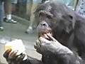 Bonobo Ice Treat Frenzy | BahVideo.com