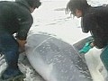 Lucky dolphin involved in frantic rescue | BahVideo.com