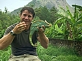 The Chameleon | BahVideo.com