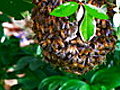 Collecting a Wild Honeybee Swarm | BahVideo.com