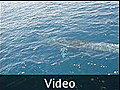 Whale Video - Koh Tao Thailand | BahVideo.com