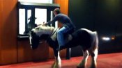Horse Through the Drive-Thru | BahVideo.com