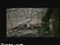 Tiger Vs Crocodile | BahVideo.com