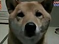 Dog barks quieter | BahVideo.com