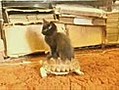 gato padrote haciendo su rol | BahVideo.com