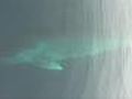 Raw video Fin whale gets playful off Dana  | BahVideo.com