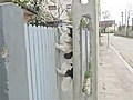 Fence Climbing Dog | BahVideo.com