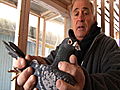 Taking on Tyson How to Pick a Winning Pigeon | BahVideo.com