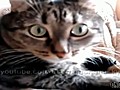 D couvrez le nouveau robot cat  | BahVideo.com