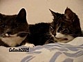 Kedi diliyle a k s zleri  | BahVideo.com