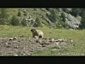 Marmottes dans leurs terriers | BahVideo.com