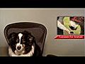 Brandsplat Report - Gmail Motion Animal Translator Touching Wood | BahVideo.com