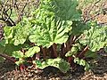 How To Grow Rhubarb | BahVideo.com