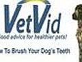 How To Brush Your Dog s Teeth Canine Dental  | BahVideo.com