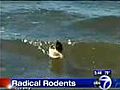 Surfing rodents hit the water | BahVideo.com