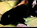 Puppy s sweet spot | BahVideo.com