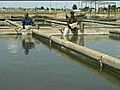 Increase of Sturgeon Hatcheries in Russia | BahVideo.com